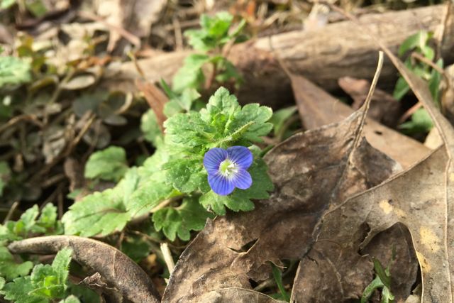 ivy leaved speedwell