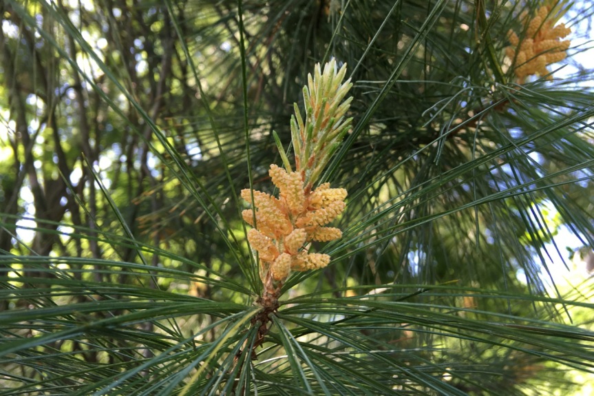 pine flower male longer