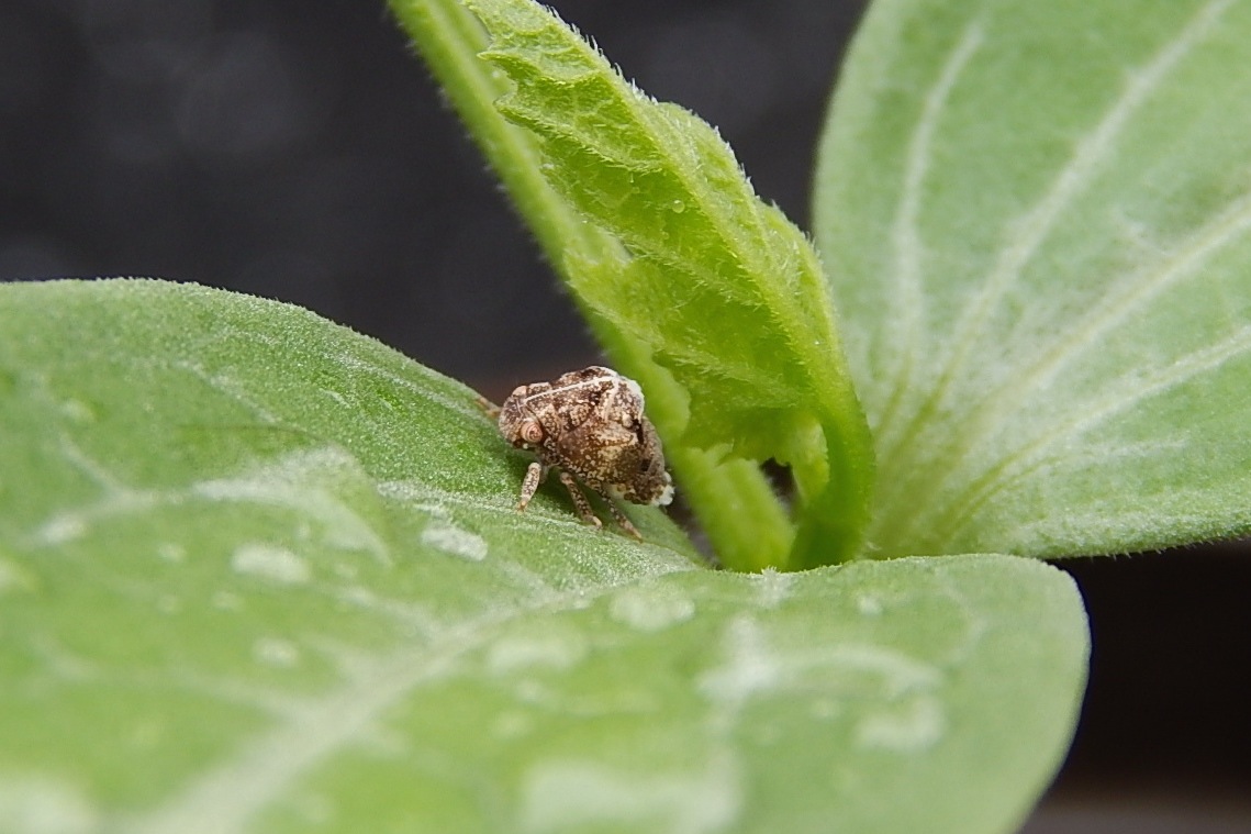 planthopper1