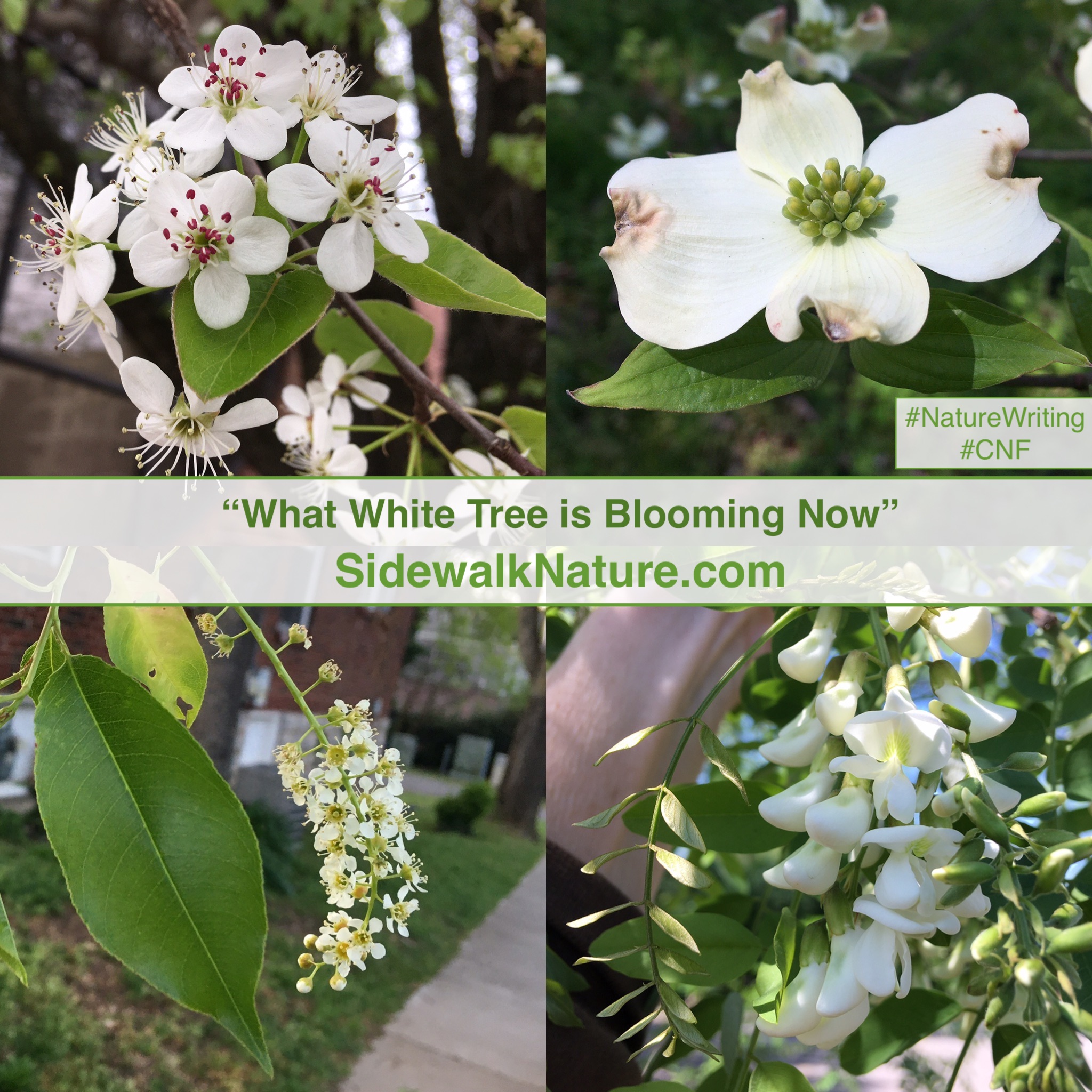 What White Tree is Blooming Now