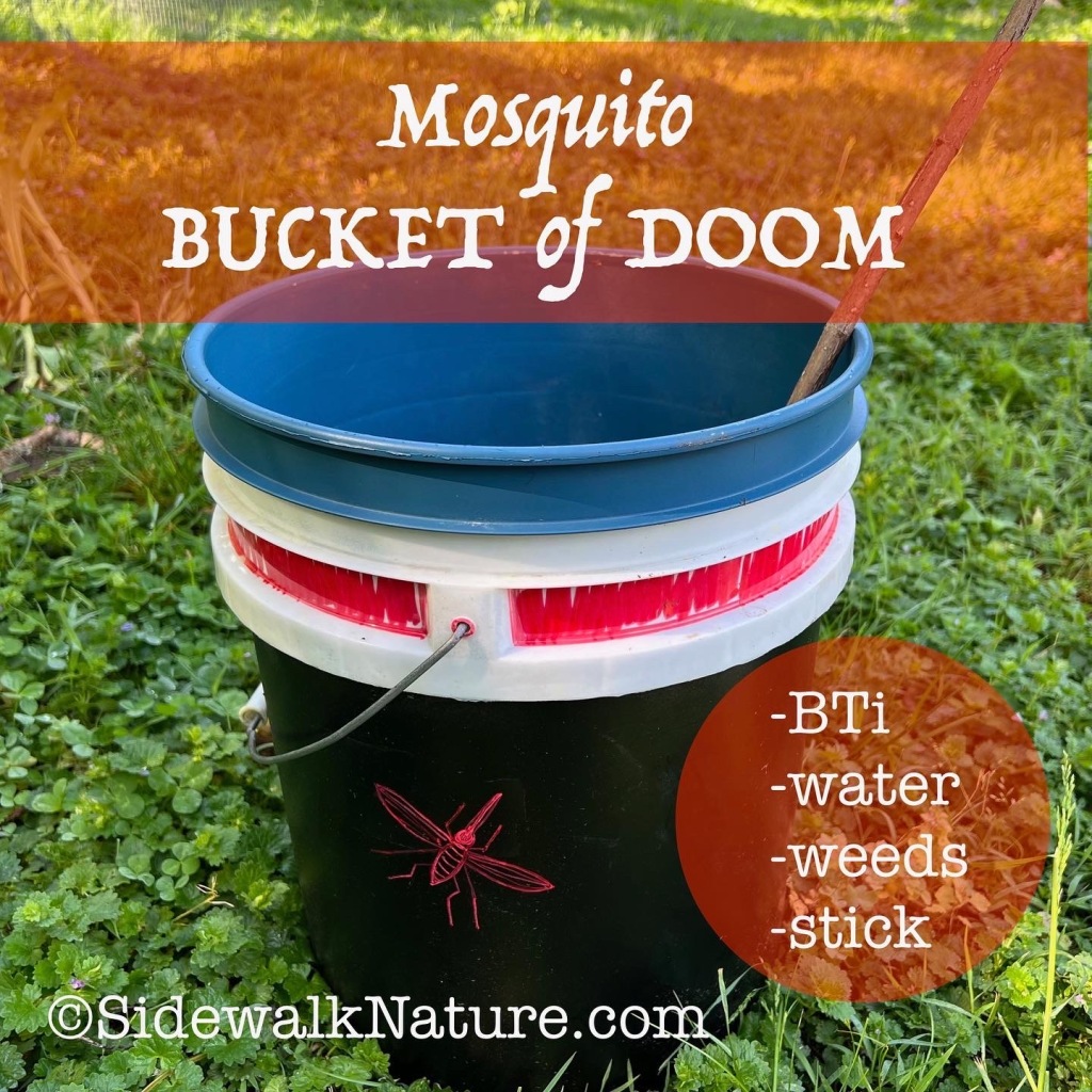 Mosquito Bucket of Doom – Sidewalk Nature