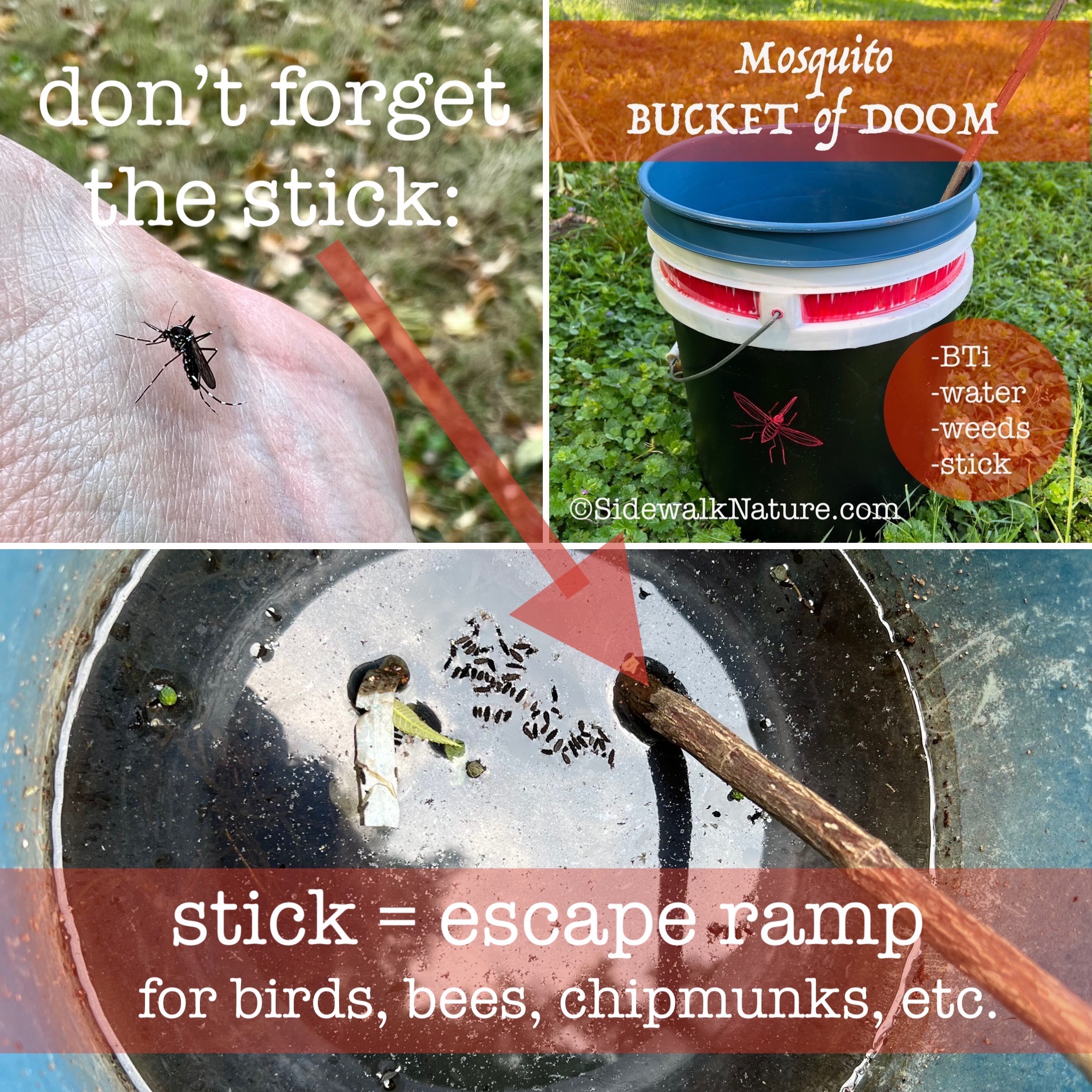 Don't forget the stick (Bucket of Doom) – Sidewalk Nature